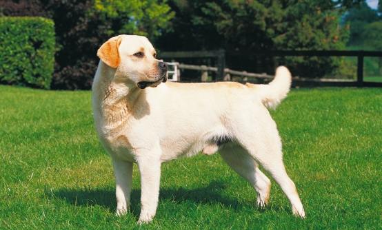 拉布拉多飼養 拉布拉多飼養