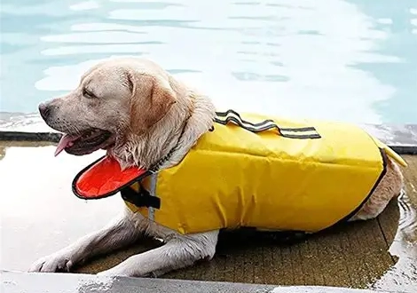 狗救生衣香港