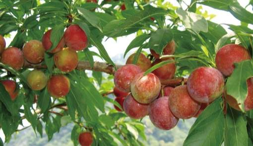 苗栗當季水果 苗栗當季水果