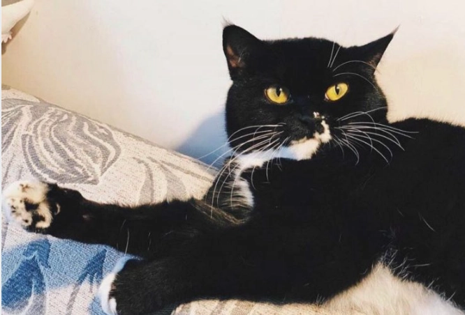 貓癲癇癱瘓：症狀、原因、治療與照護全攻略