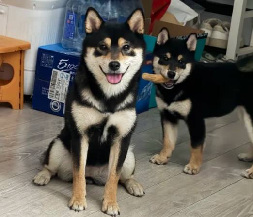 柴犬行為解析 柴犬行為解析