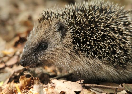 刺蝟吃蟲 刺蝟吃蟲