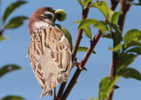 麻雀飼料推薦 麻雀飼料推薦