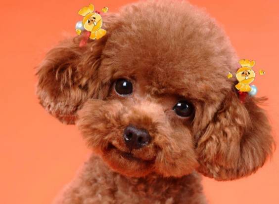 泰迪犬護理 泰迪犬護理