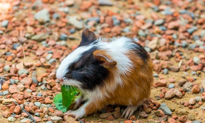 天竺鼠体型 天竺鼠体型