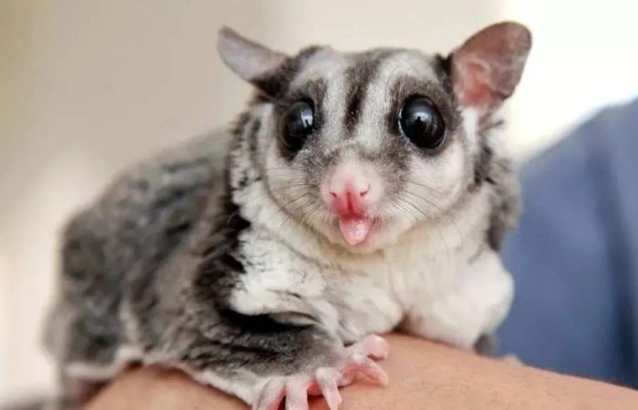 蜜袋鼯壞處全揭露：飼養前必知的5大缺點與挑戰