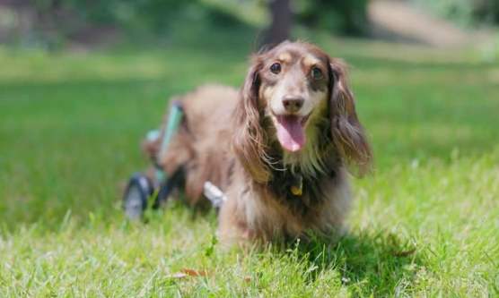 臘腸狗性格 臘腸狗性格