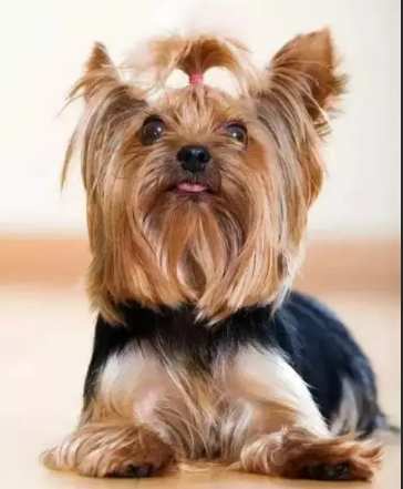 最小型犬健康問題