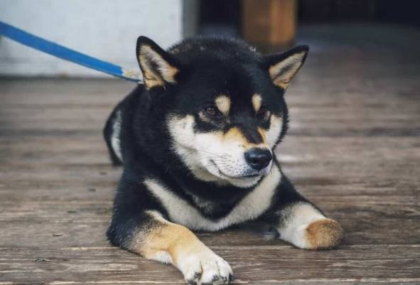 黑柴毛色照顧 黑柴毛色照顧