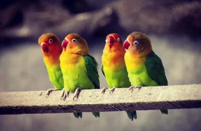 寵物鳥壽命全攻略：從品種差異到延長壽命的實用秘訣