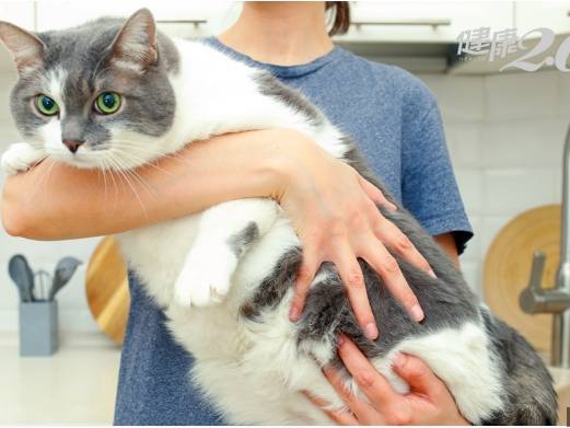 貓咪糖尿病症狀