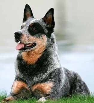 澳洲牧牛犬訓練