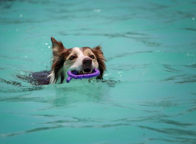 狗狗游泳地點新竹