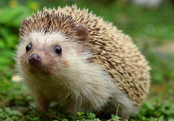 刺蝟注意事項