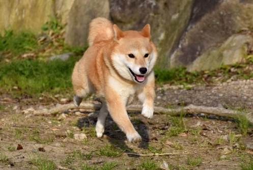 養柴犬費用 養柴犬費用