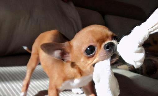 如何照顧吉娃娃