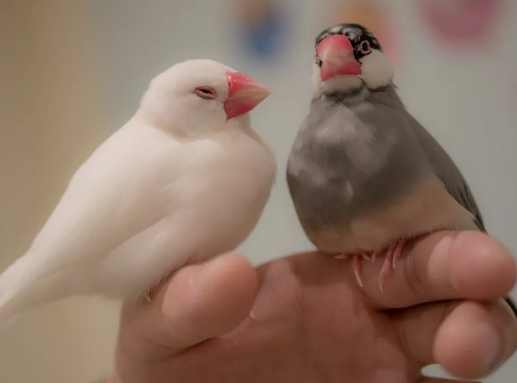 文鳥健康異常 文鳥健康異常