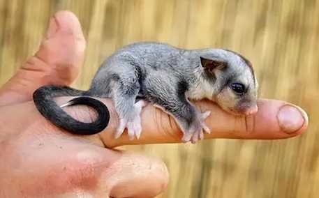 蜜袋鼯可以吃奇异果吗？