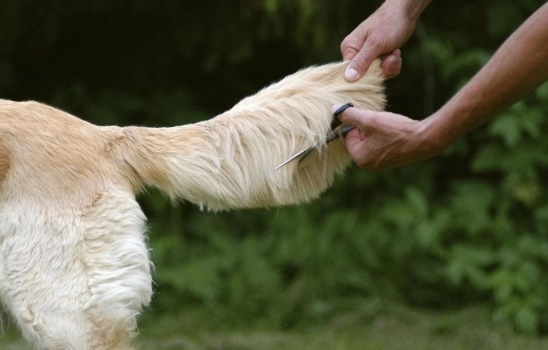 狗狗喜歡被摸屁股