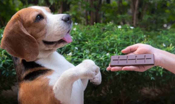 狗狗吃到巧克力處理