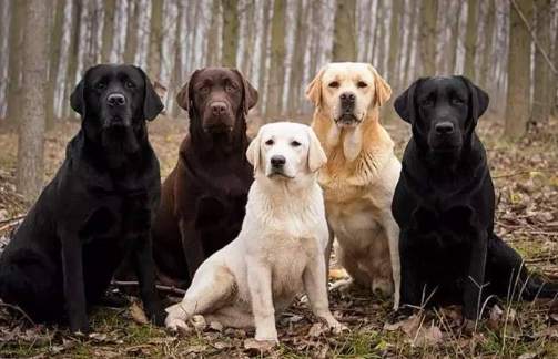 拉布拉多顏色遺傳 拉布拉多顏色遺傳