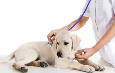 母狗絕育副作用