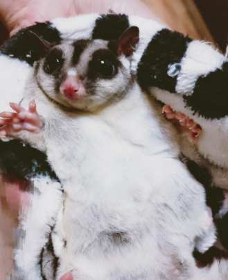 蜜袋鼯臭不臭 蜜袋鼯臭不臭