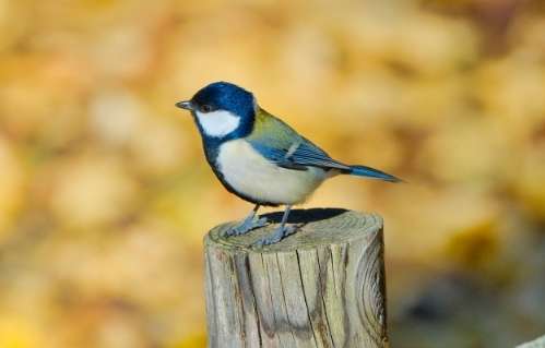 鳥類發情方法 鳥類發情方法
