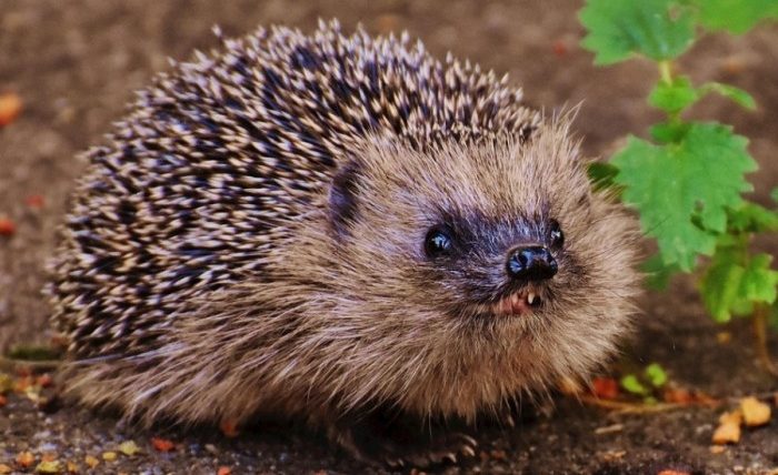 刺蝟不吃麵包蟲