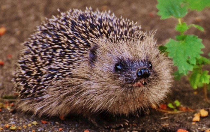 刺蝟不吃麵包蟲真相解析：健康飲食指南與替代方案