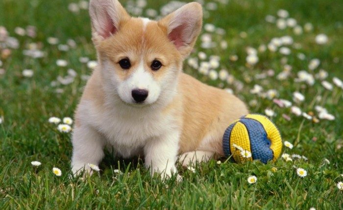 狗狗寵物溝通問題