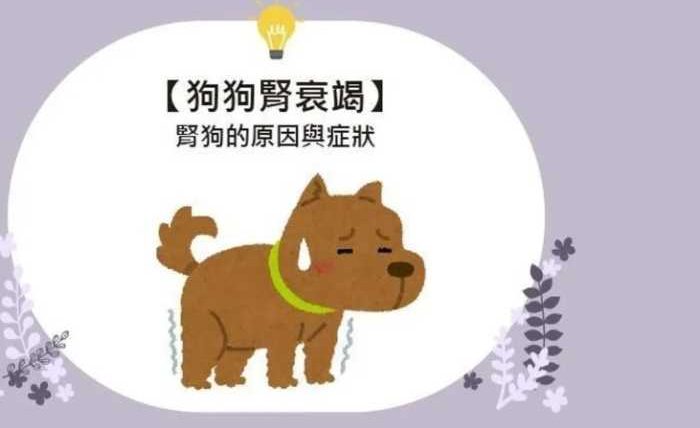 狗狗腎衰竭第二期