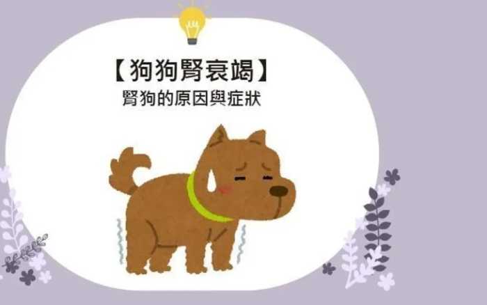 狗狗腎衰竭第二期怎麼辦？症狀、治療與居家護理全指南