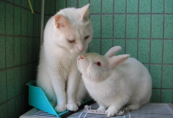 貓兔一起養
