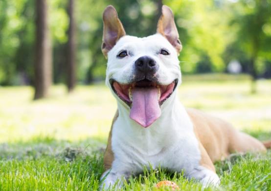 狗狗中暑症狀 狗狗中暑症狀