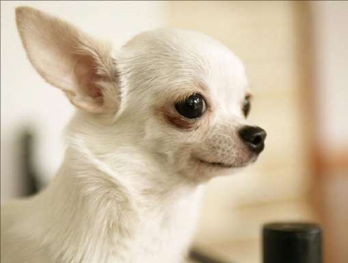 如何照顧吉娃娃