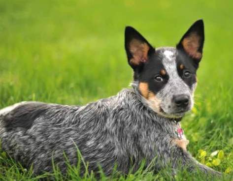 藍色澳洲牧牛犬價格 藍色澳洲牧牛犬價格