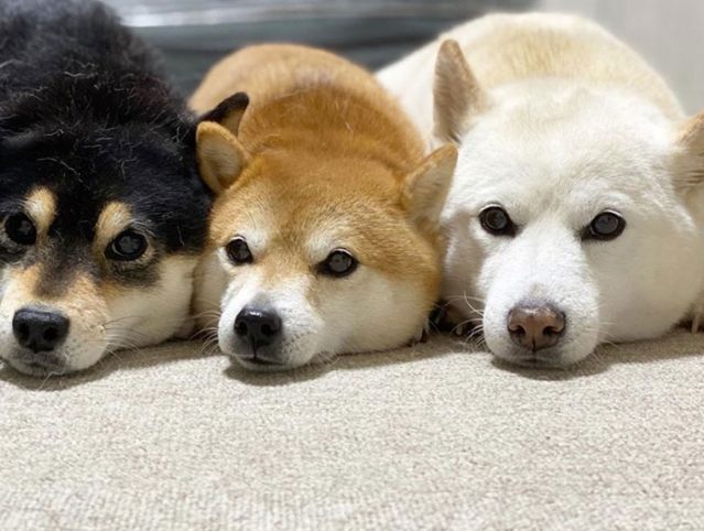 柴犬餵食量 柴犬餵食量