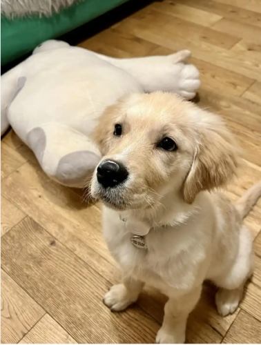 狗狗絕育副作用