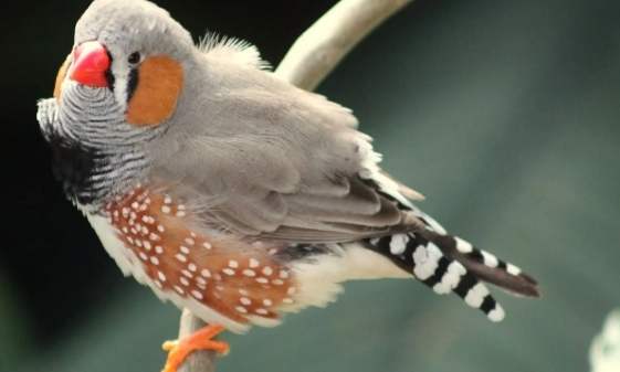 文鳥品種 文鳥品種