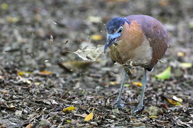 黑冠麻鷺飲食習慣 黑冠麻鷺飲食習慣