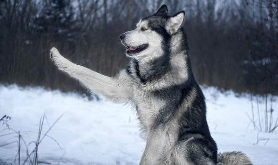 狗狗飲食安全 狗狗飲食安全