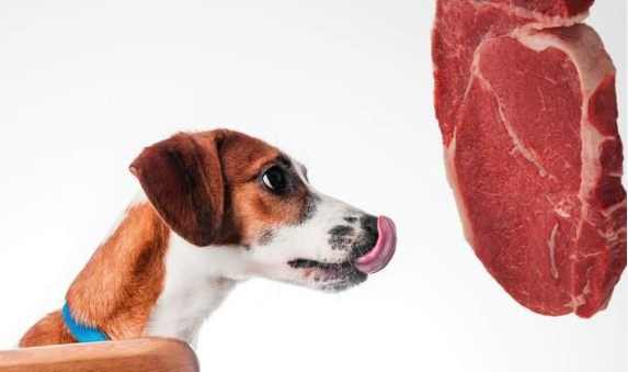 牛肉對狗狗的營養 牛肉對狗狗的營養