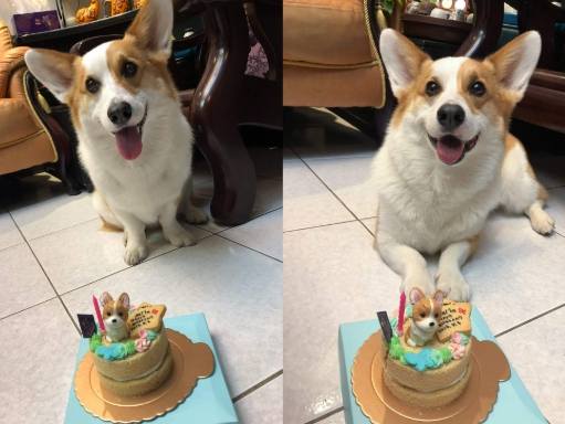 狗狗吃巧克力蛋糕