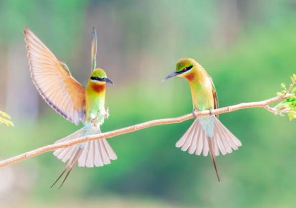 鳥受傷會自己好嗎