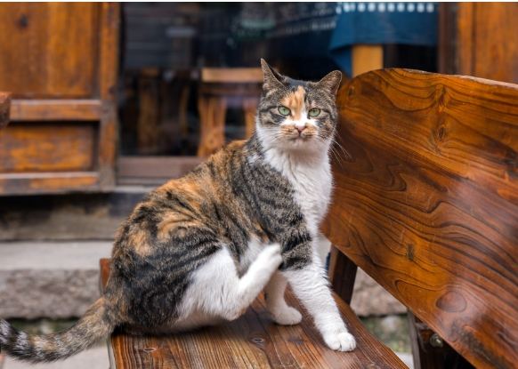 貓咪吃核桃危險