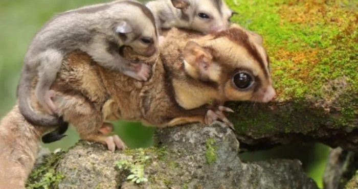 蜜袋鼯交配行為 蜜袋鼯交配行為