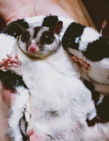 蜜袋鼯老了怎麼辦？完整照顧指南與健康管理秘訣