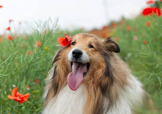 喜樂蒂牧羊犬成本 喜樂蒂牧羊犬成本