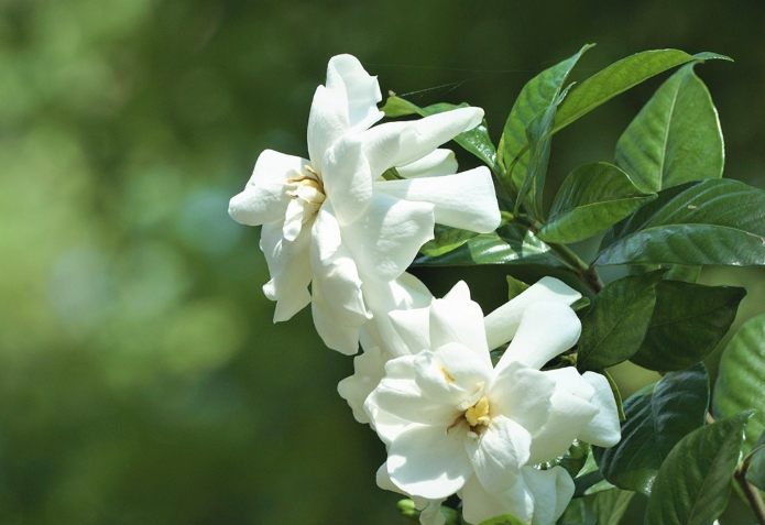 小雛菊洋甘菊區別 小雛菊洋甘菊區別